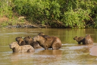 Pantanal capibara Brazilië